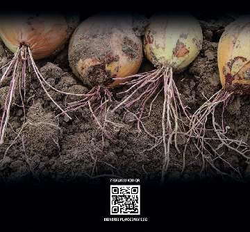 Zapobiega i zwalcza różowatość korzeni cebuli.