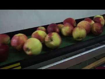 Ocena przechowywania jabłek do lipca.