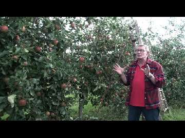 Jabłka – 70 ton z hektara.