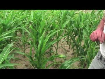 Regeneracja kukurydzy po obfitych deszczach.