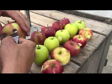 Przechowanie jabłek.
