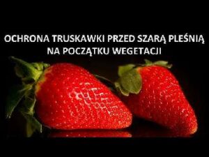 Ochrona truskawki przed szarą pleśnią na początku sezonu. Czy to błąd ?