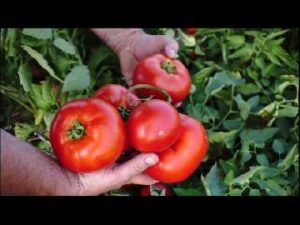Uprawa pomidora. Zbiory 2018