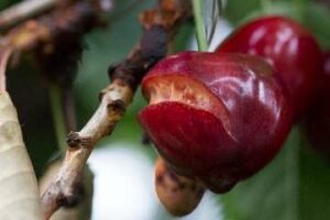 Zapobieganie pękaniu czereśni i wiśni