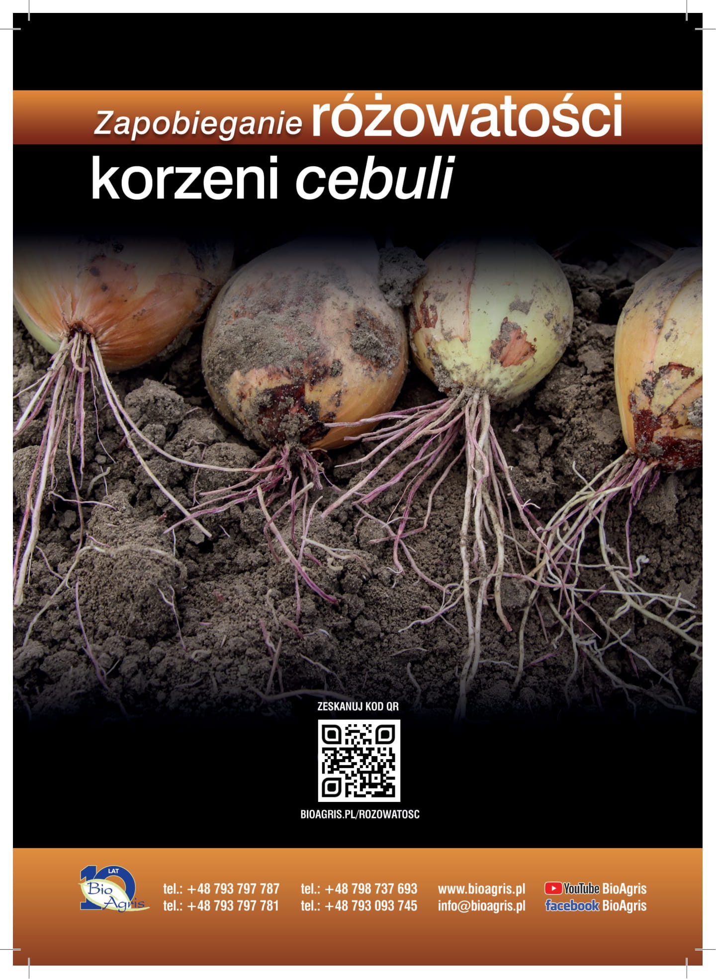 Zapobieganie różowatości korzeni cebuli