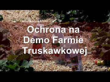Ochrona truskawek na Demo Farmie