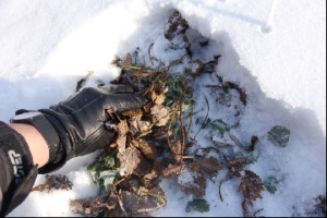 Komunikat nr 2. Stopień uszkodzeń mrozowych truskawki po zimie 2016/2017