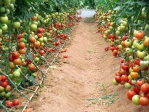 Stymulacja wzrostu pomidora gruntowego.