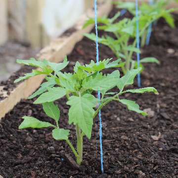 Stymulacja wzrostu rozsady pomidora