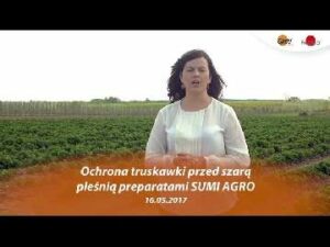 Walka z szarą pleśnią o plon. Informacje od partnera Grupy Truskawkowej firmy Sumi Agro Poland.