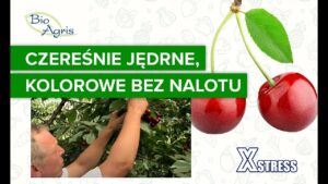 Czereśnie odmiany Regina po zastosowaniu Xstress