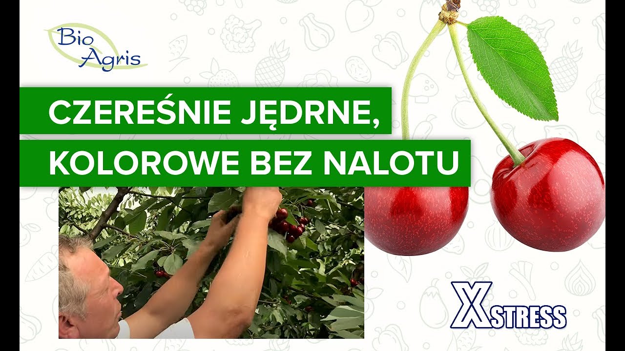 Czereśnie odmiany Regina po zastosowaniu Xstress