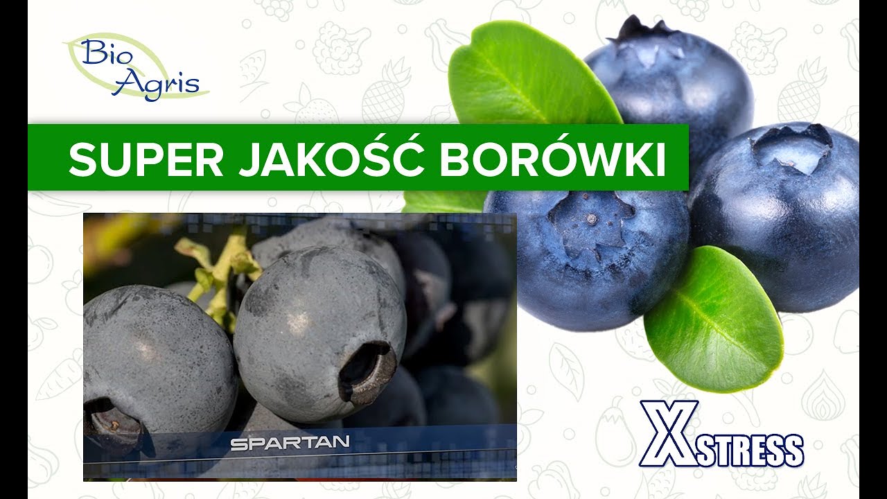 Jakość w uprawie borówki XSTRESS