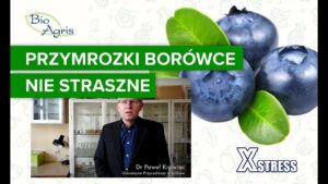 Przymrozki a borówka amerykańska