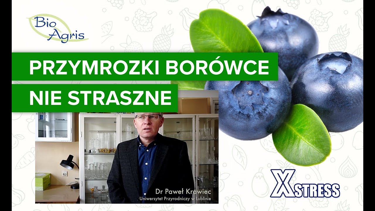 Przymrozki a borówka amerykańska
