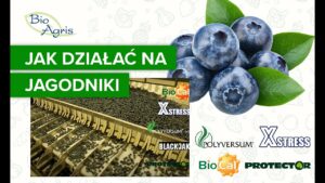 Doświadczenia z jagodnikami