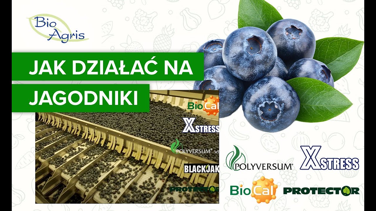 Doświadczenia z jagodnikami