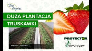 Uprawa truskawki Elsanta dla dużych plantatorów.