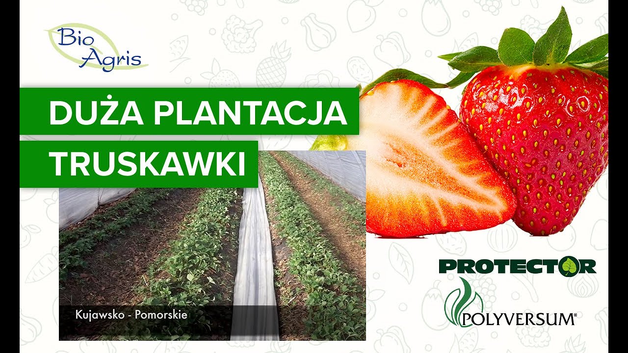 Uprawa truskawki Elsanta dla dużych plantatorów.