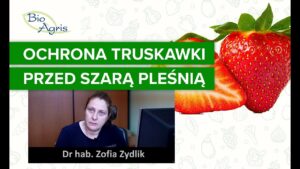 Ochrona truskawki. Doświadczenia Uniwersytetu Przyrodniczego w Poznaniu. Uprawa truskawek.