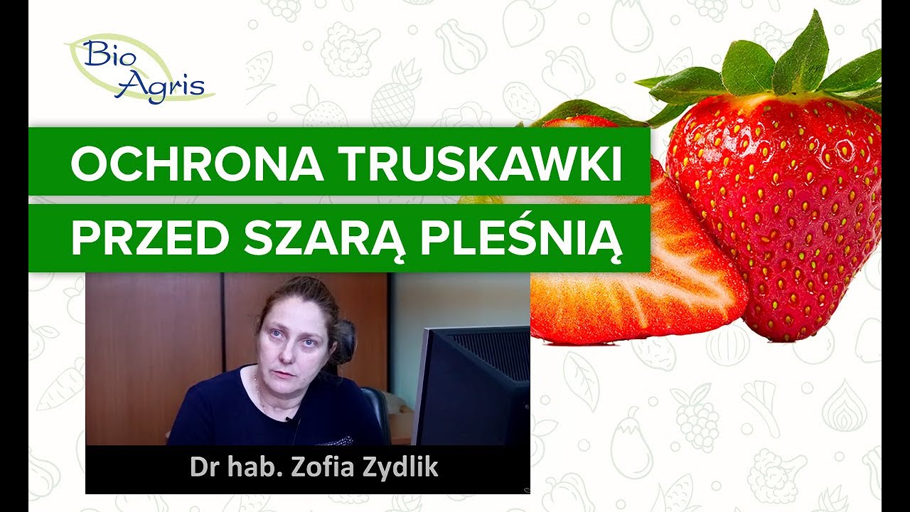 Ochrona truskawki. Doświadczenia Uniwersytetu Przyrodniczego w Poznaniu. Uprawa truskawek.