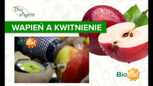 Kiedy rozpocząć nawożenie wapniem jabłoni?