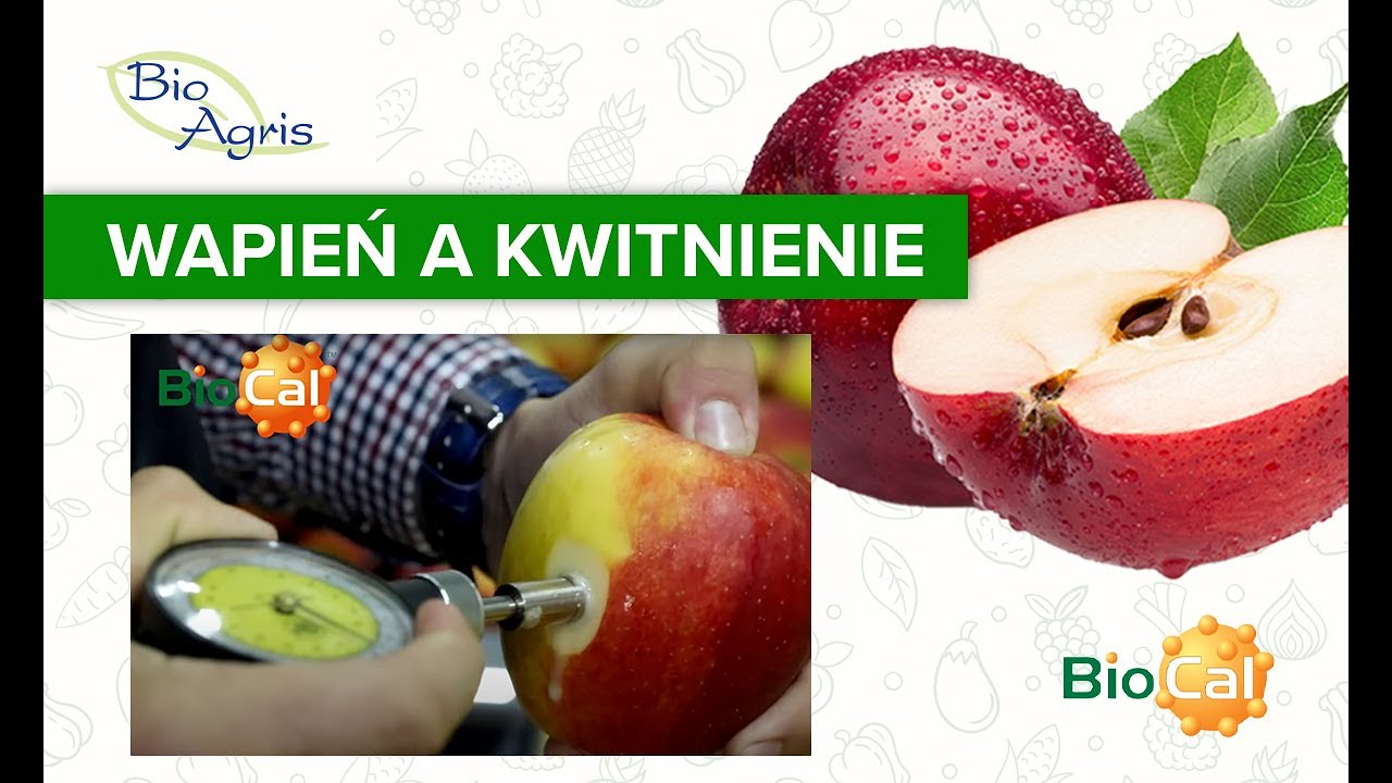 Kiedy rozpocząć nawożenie wapniem jabłoni?