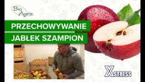 Przechowywanie jabłek szampion do wiosny (kwiecień)