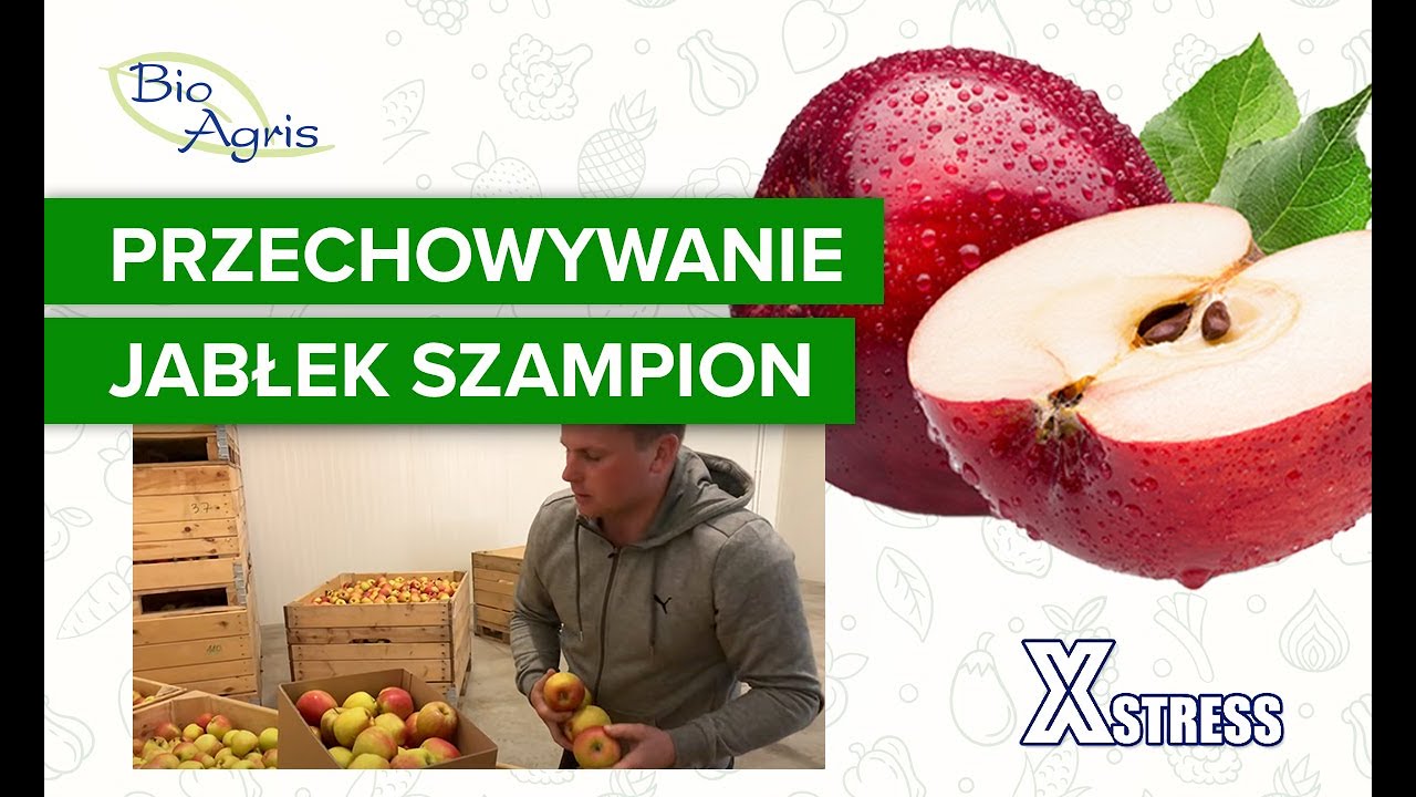 Przechowywanie jabłek szampion do wiosny (kwiecień)