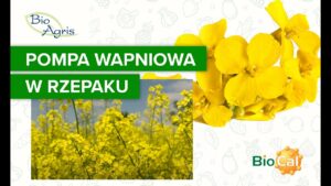BioCal w kwitnieniu rzepaku! Czysty zysk to 480 zł/ha