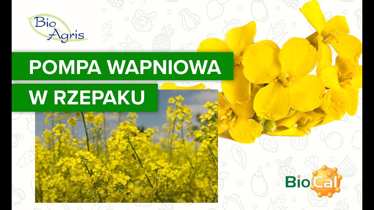 BioCal w kwitnieniu rzepaku! Czysty zysk to 480 zł/ha