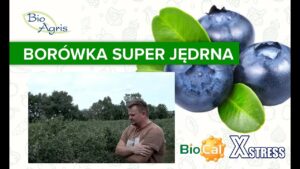 Wysoka jędrność owoców borówki amerykańskiej