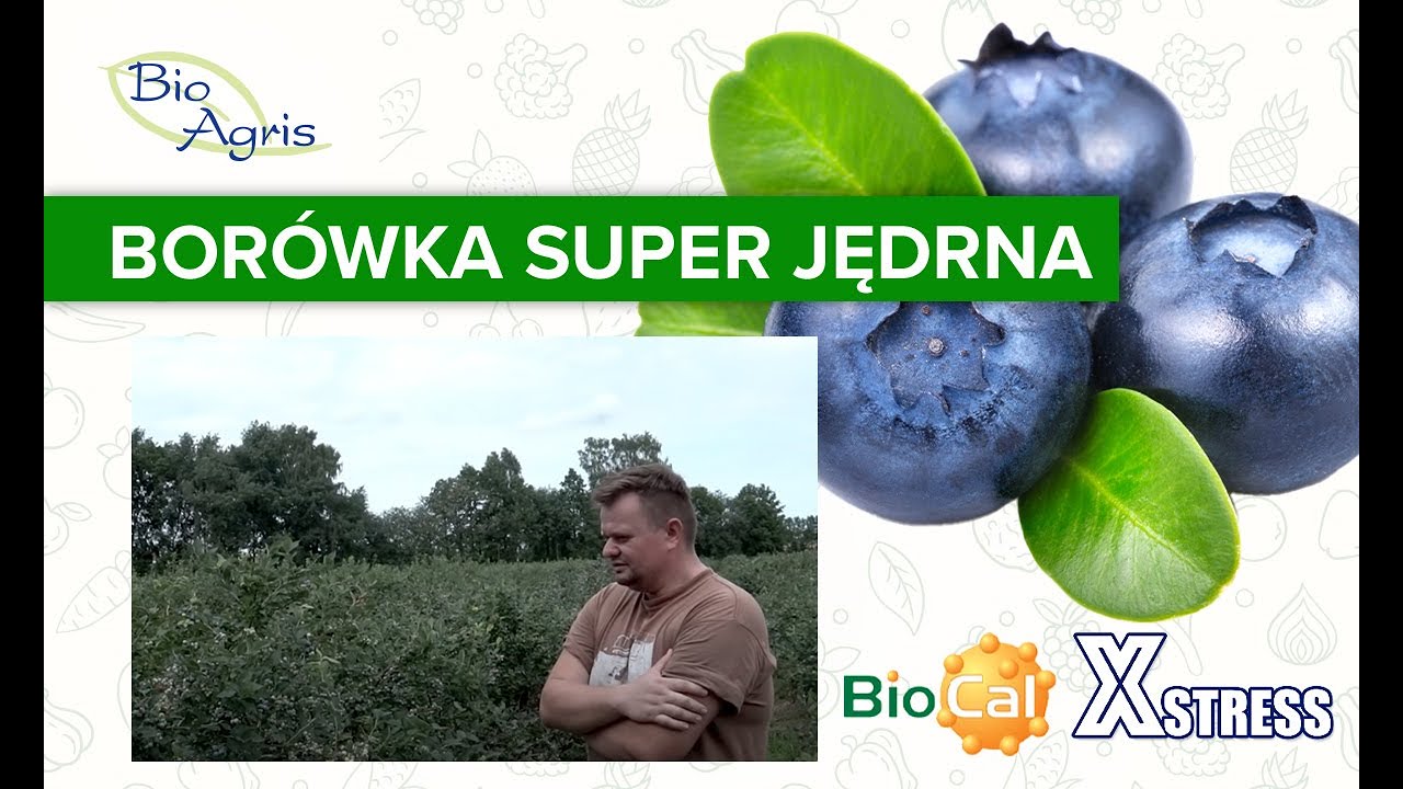 Wysoka jędrność owoców borówki amerykańskiej