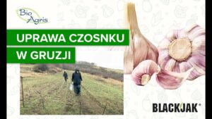 BlakJak stosowany w uprawie czosnku w Gruzji
