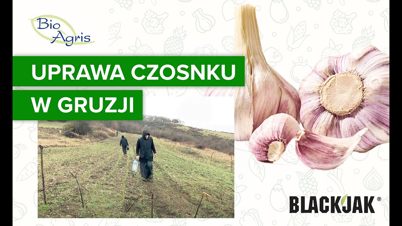BlakJak stosowany w uprawie czosnku w Gruzji