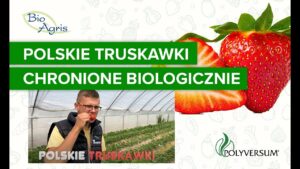 Polskie truskawki chronione wyłącznie biologicznie