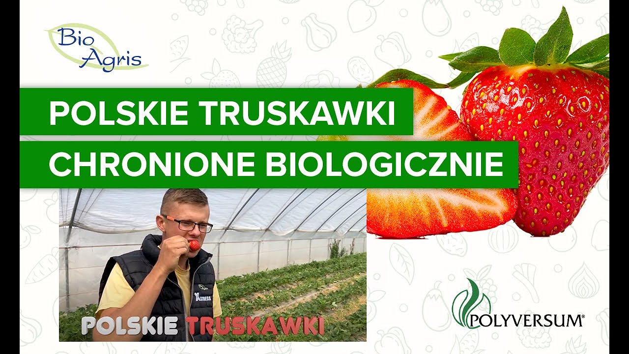 Polskie truskawki chronione wyłącznie biologicznie