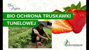 Technika uprawy, nawożenia i ochrona truskawek w tunelu.