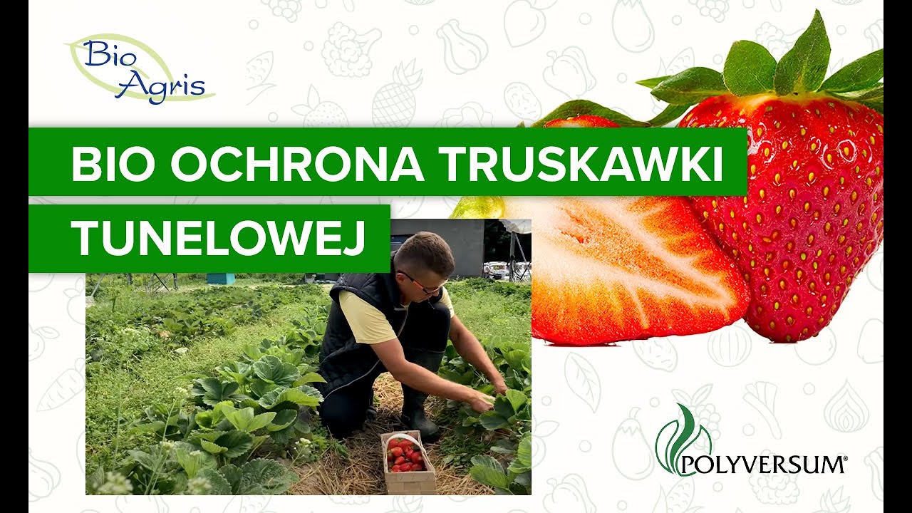 Technika uprawy, nawożenia i ochrona truskawek w tunelu.