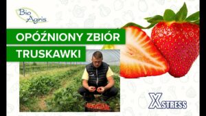 Jak przetrzymać truskawkę? Truskawka opóźnienie zbioru. Uprawa truskawki z XStress.