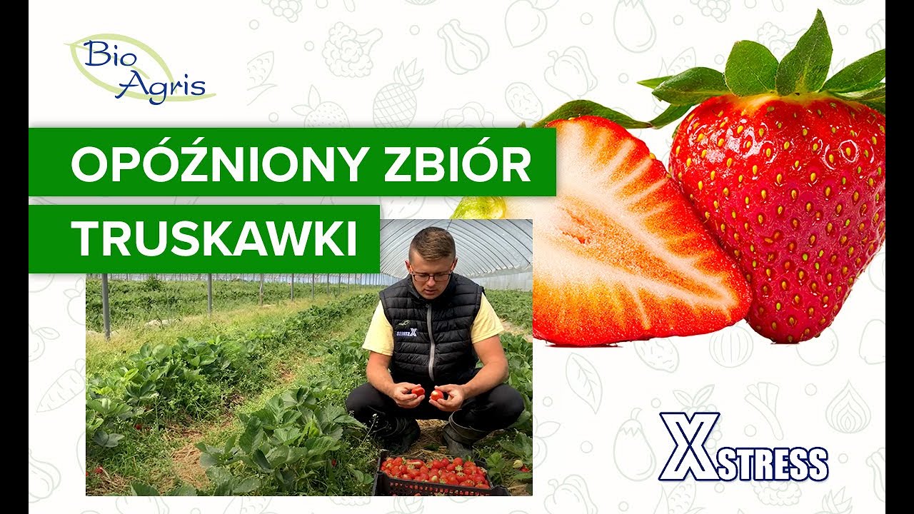 Jak przetrzymać truskawkę? Truskawka opóźnienie zbioru. Uprawa truskawki z XStress.