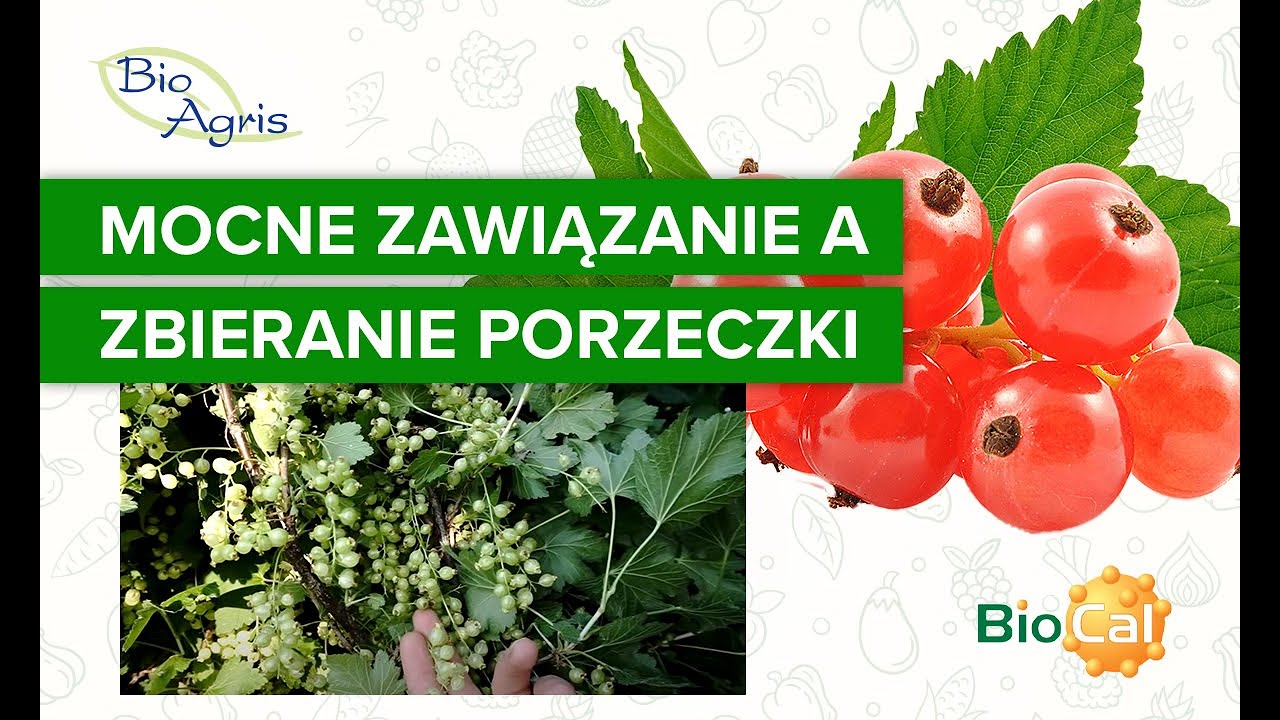 Plantacja czerwonej porzeczki. Zawiązywanie czerwonej porzeczki! Czyli jak zbierać taki plon?