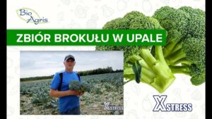 Brokuł zbierany w upale! Jak nie dopuścić do zakwitnięcia?