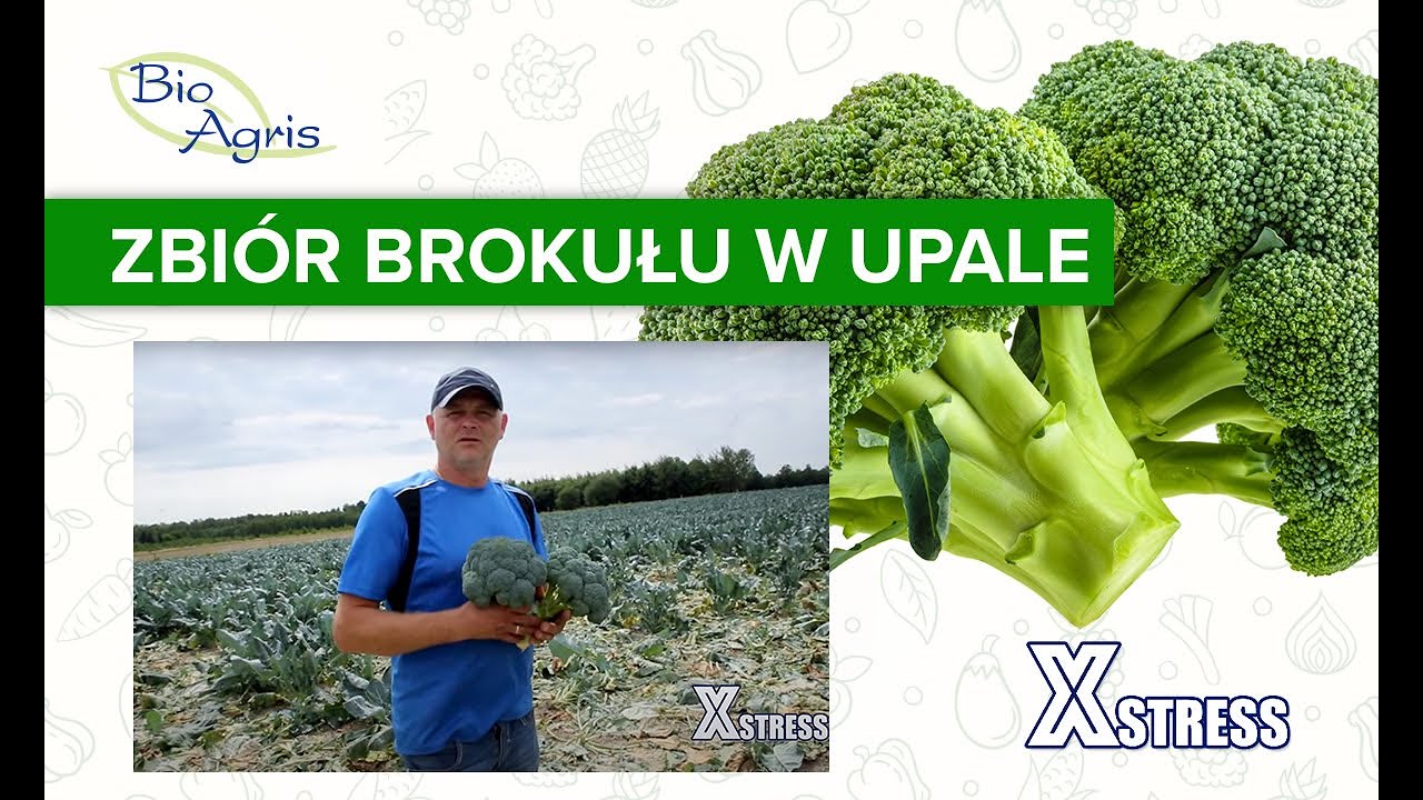 Brokuł zbierany w upale! Jak nie dopuścić do zakwitnięcia?