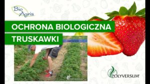 Truskawki z ochroną biologiczną na plantacji odmiany Rumba. Doświadczenia dużego plantatora.