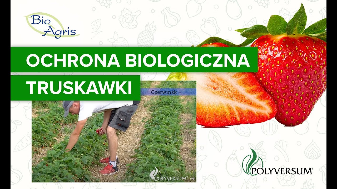 Truskawki z ochroną biologiczną na plantacji odmiany Rumba. Doświadczenia dużego plantatora.