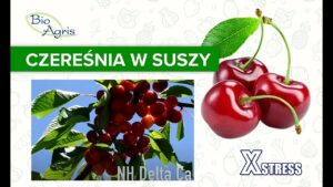 Czereśnia w suszy ocenia sadownik