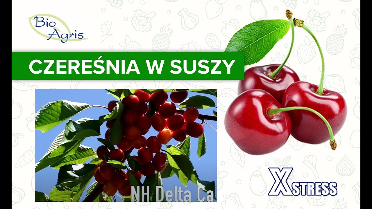 Czereśnia w suszy ocenia sadownik