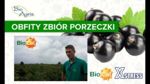 porzeczka czerwona zbiory 2017