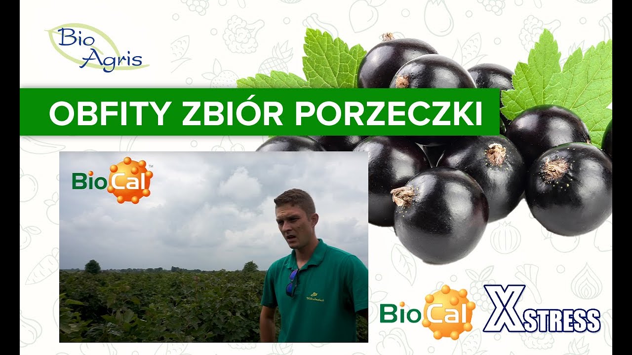 porzeczka czerwona zbiory 2017